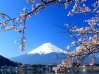 ทัวร์ญี่ปุ่น, ซากุระ ภูเขาไฟฟูจิ